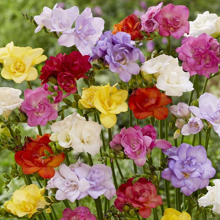 予約販売 花の大和 球根 花香るフリージア 八重咲き 混合 8球 hyk 10月 