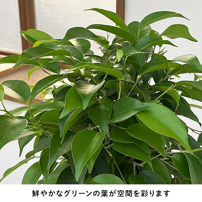 日本花キ流通 観葉植物 ベンジャミン リッチ 5号鉢 フィカス
