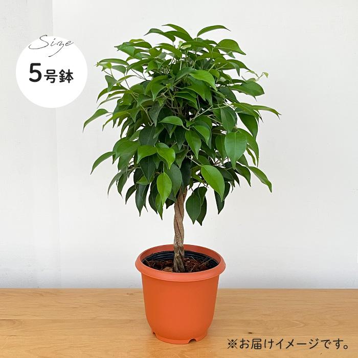 日本花キ流通 観葉植物 ベンジャミン リッチ 5号鉢 フィカス