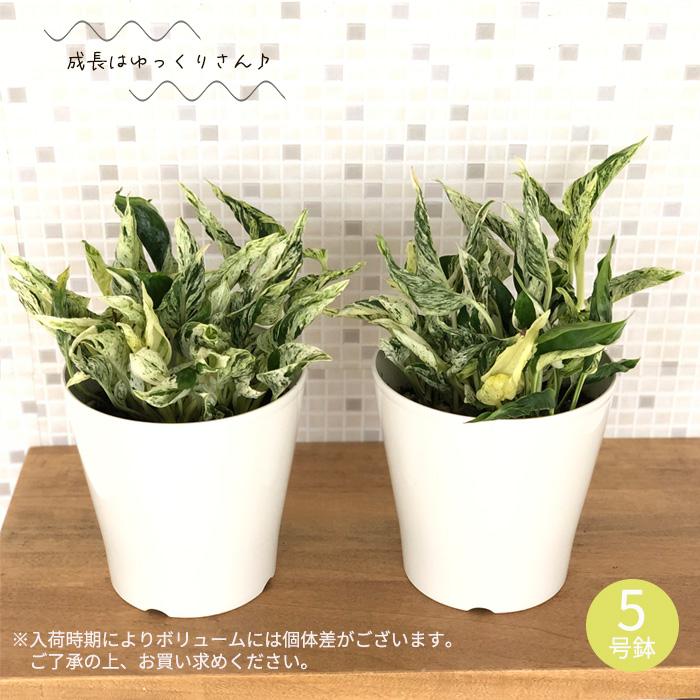 レア♡ポトステルノマドンナ♡5号吊り鉢♡お鉢ごとメルカリ便 レア♡ポトステルノマドンナ♡5号吊り鉢♡お鉢ごとメルカリ便