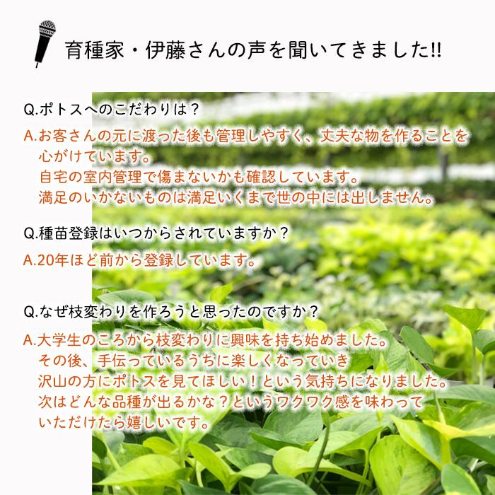 観葉植物 ポトス テルノ No.018 ラブソング 5号鉢 送料無料 室内 観葉植物 ポトス テルノ No.018 ラブソング 5号鉢 送料無料 室内