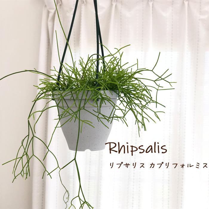 多肉植物 リプサリス カプリフォルミス 4号鉢 吊り鉢 観葉植物 インテリア おしゃれ Z フラワーネット日本花キ流通 通販 Yahoo ショッピング