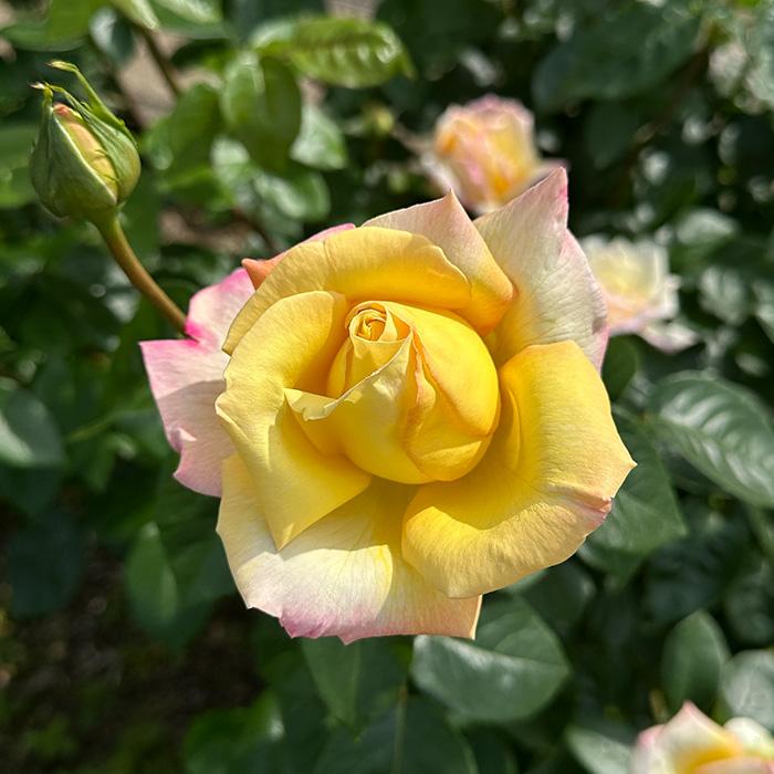日本花キ流通 予約販売 バラ苗 バラ大苗 つるバラ ピース 薔薇 ばら
