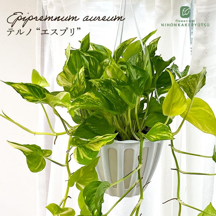 観葉植物 ポトス テルノ No.017 エスプリ 5号鉢 吊り鉢 吊り下げ