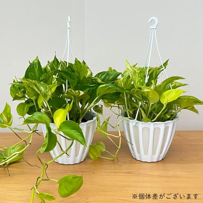 先行予約 P3倍】 観葉植物 ポトス テルノ No.017 エスプリ 5号鉢 吊り