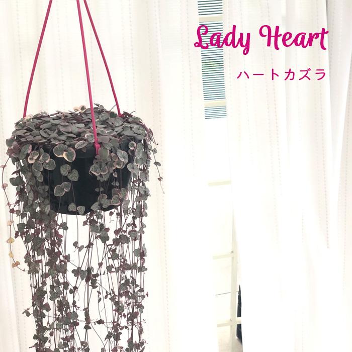 日本花キ流通 観葉植物 ハートカズラ レディハート 6号 吊り鉢 吊り