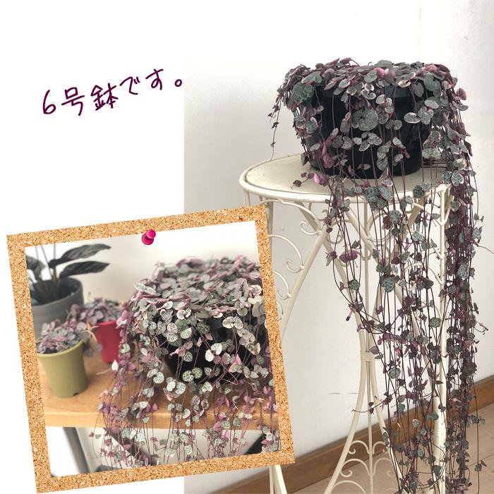 日本花キ流通 観葉植物 ハートカズラ レディハート 6号 吊り鉢 吊り