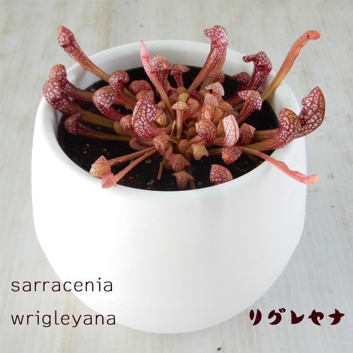 日本花キ流通 サラセニア リグレヤナ 4.5号鉢 食虫植物 : フラワー