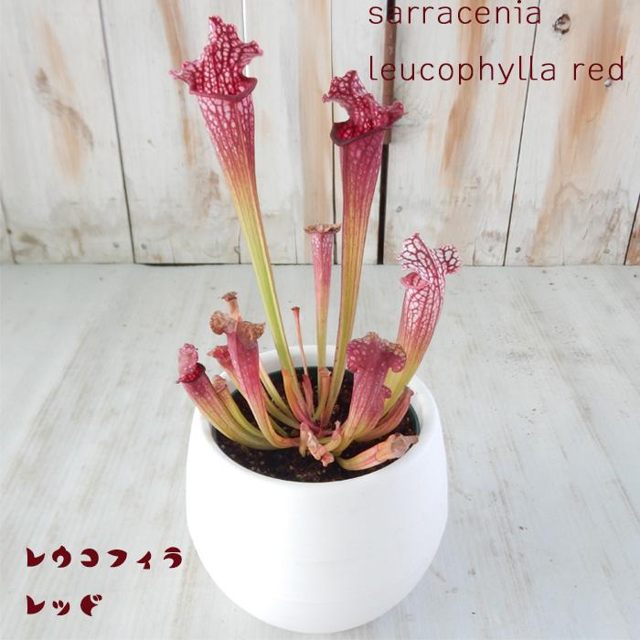 Sarracenia 'Kurenai' サラセニア '紅' 食虫植物 名は体を表す 〜サラセニアの種類と名前の話〜 - MAD GRDEN'S LAB