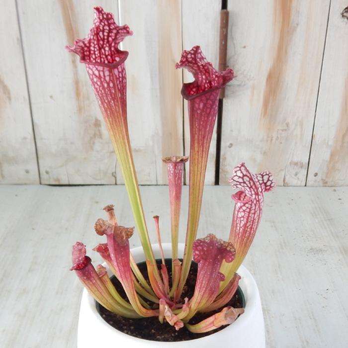 日本花キ流通 サラセニア レウコフィラレッド 4.5号鉢 食虫植物
