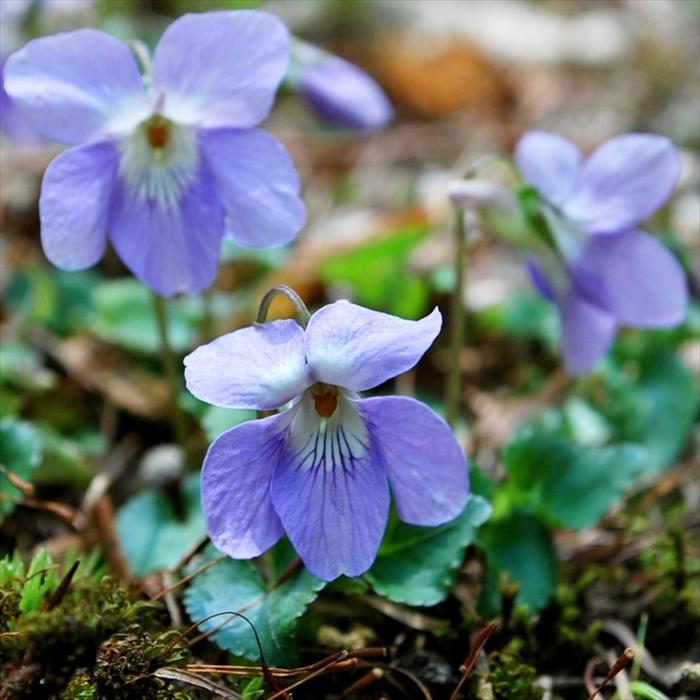 日本花キ流通 予約販売 スミレ 苗 タチツボスミレ 7.5cmポットすみれ