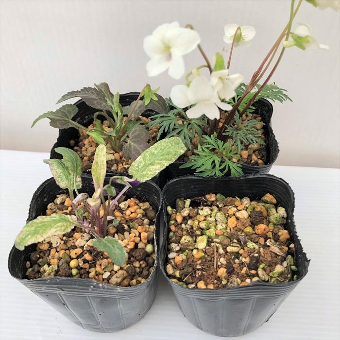 日本花キ流通 予約販売 スミレ 苗 サクラタチツボスミレ 7.5cmポット