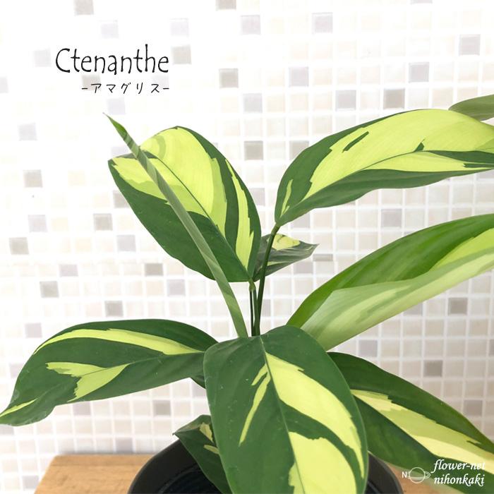 日本花キ流通 観葉植物 クテナンテ アマグリス 4号鉢 観葉植物 小型 