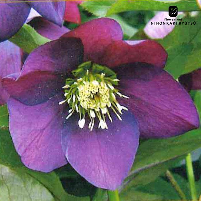 クリスマスローズ苗 シングルパープル 杉山交配 9cmポット 宿根草