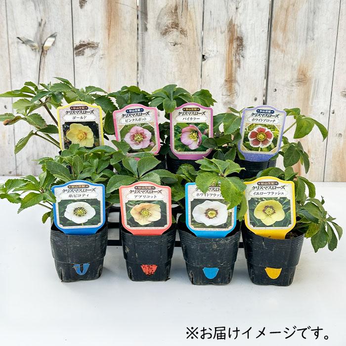 クリスマスローズ苗 シングルピコティ 杉山交配 9cmポット 宿根草