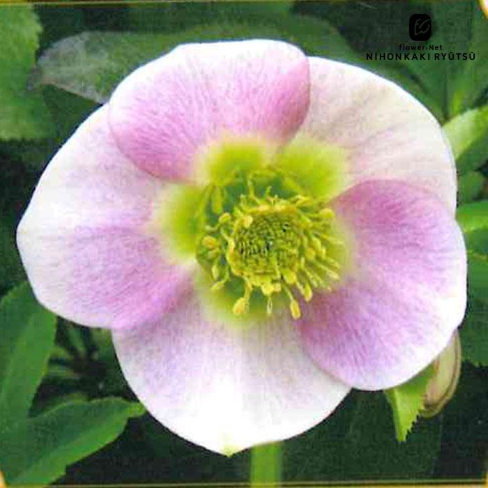 クリスマスローズ苗 シングルピンク 杉山交配 9cmポット 宿根草