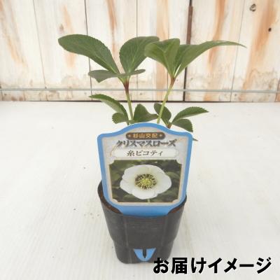 予約販売 クリスマスローズ苗 シングルピンクフラッシュ 杉山交配 9cmポット 宿根草 ガーデニング sgy 9月上旬以降発送｜flower-net｜03