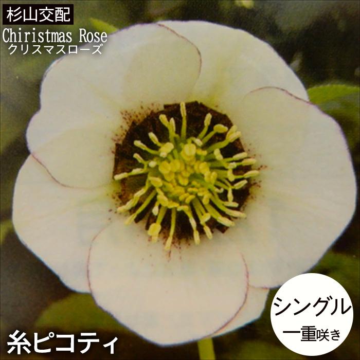 クリスマスローズ苗 シングル 糸ピコティ 杉山交配 9cmポット 宿根草
