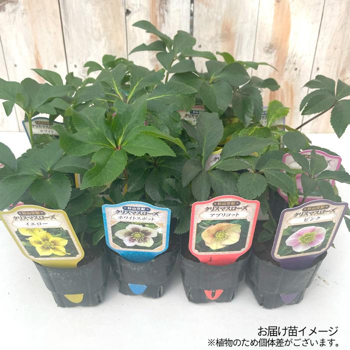 クリスマスローズ苗 シングル イエローフラッシュ 杉山交配 9cmポット