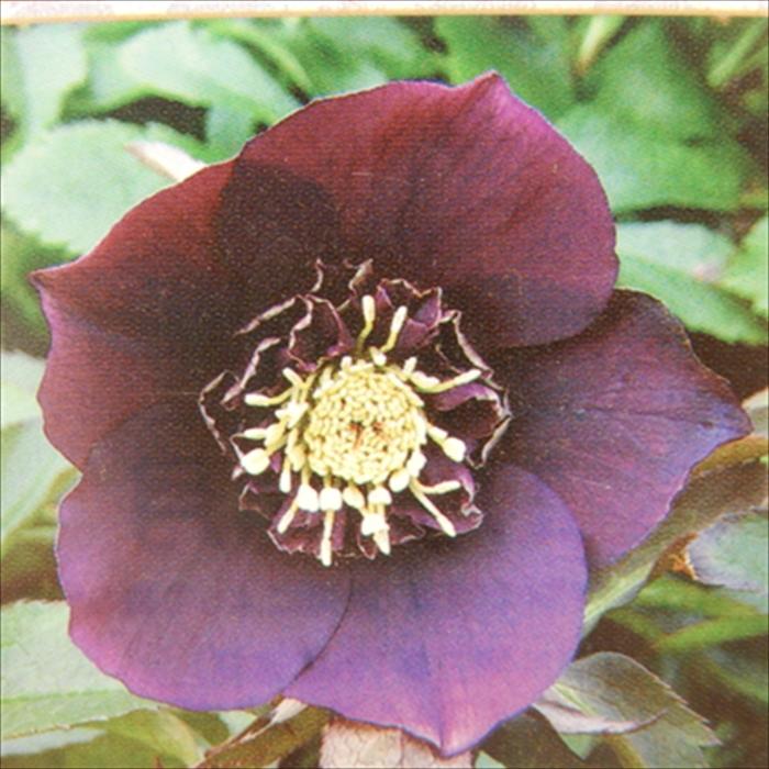 クリスマスローズ 苗 ガーデニング 植物 花 セミダブル クリスマス