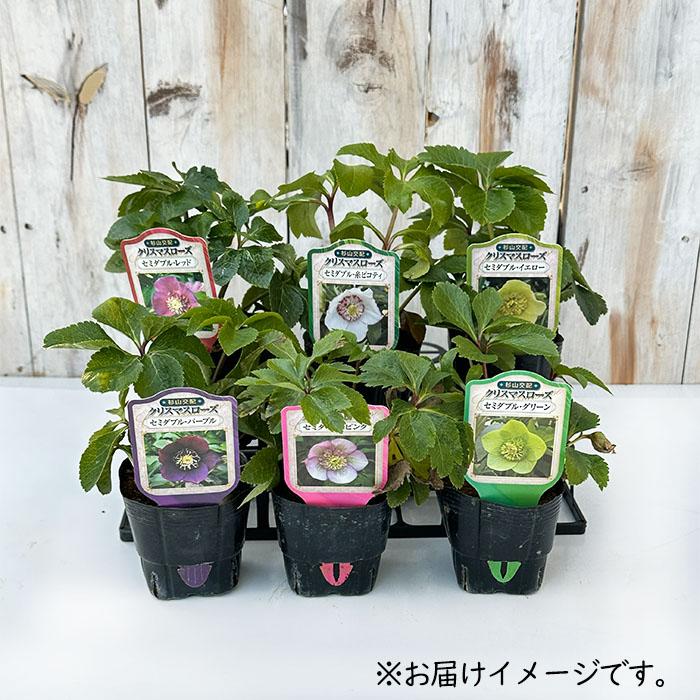 クリスマスローズ苗 セミダブル パープル 杉山交配 9cmポット 宿根草