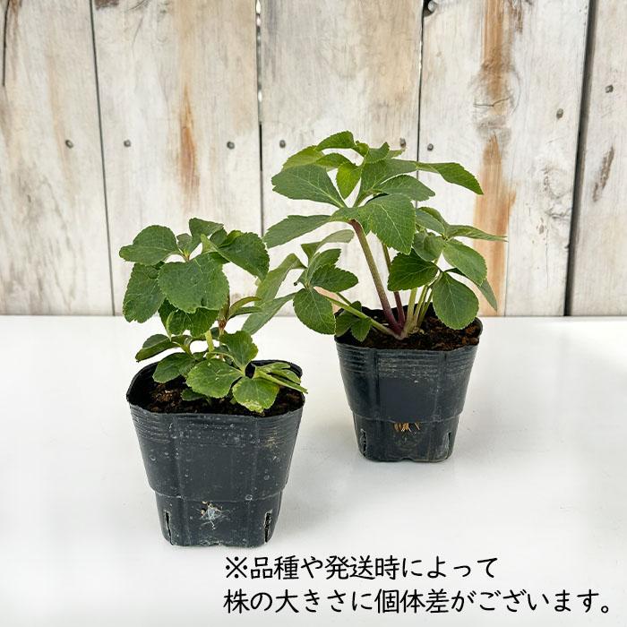 クリスマスローズ苗 セミダブル ピコティ 杉山交配 9cmポット 宿根草