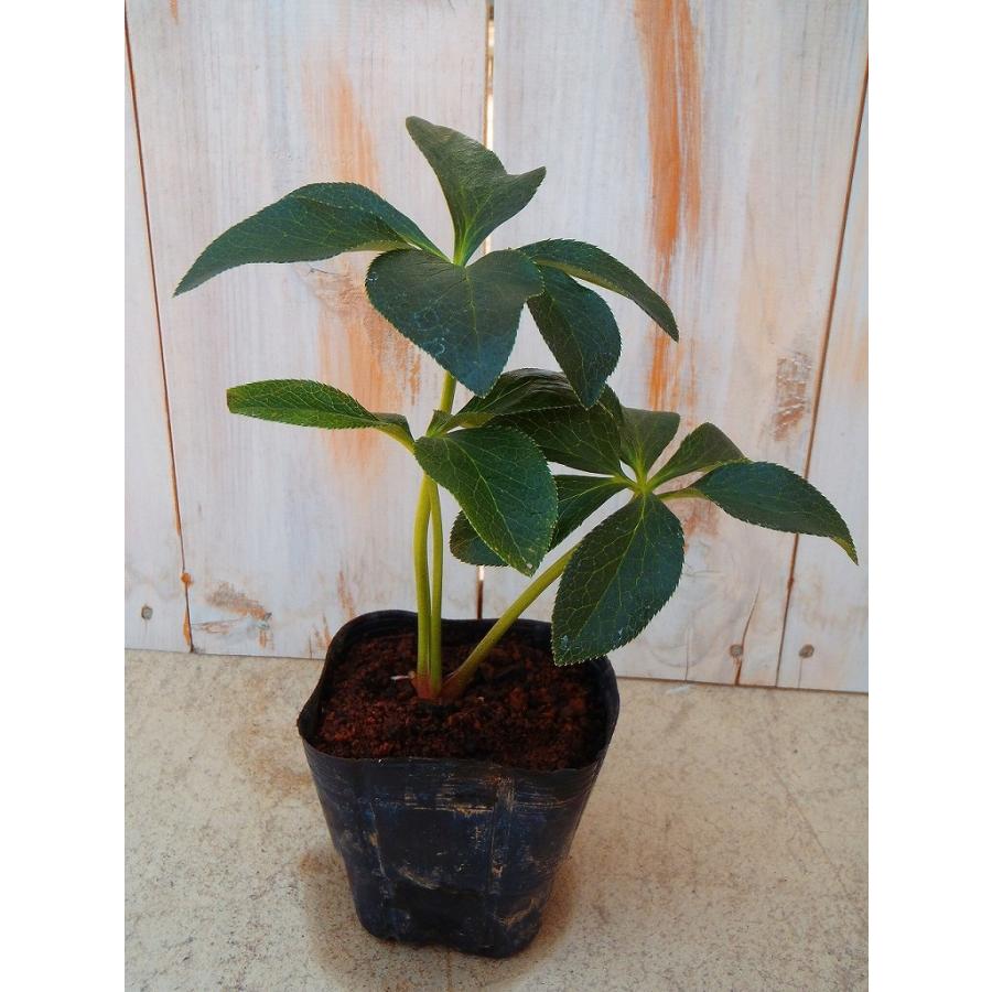 クリスマスローズ苗 セミダブル ピンク 杉山交配 9cmポット