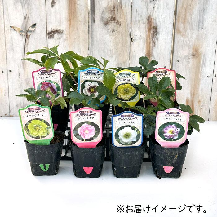 クリスマスローズ交配苗 クリスマスローズ苗 ダブル ピコティ 杉山交配 9cmポット 宿根草