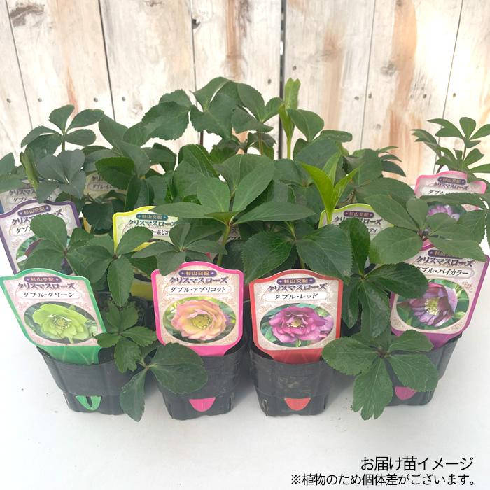 よこちん　クリスマスローズ苗　２種類 楽天市場】杉山交配 クリスマスローズダブル苗3株セット 花苗