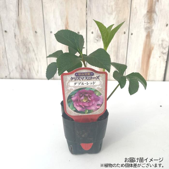 クリスマスローズ苗 クリスマスローズ 原種のおすすめ人気商品一覧 通販 - Yahoo