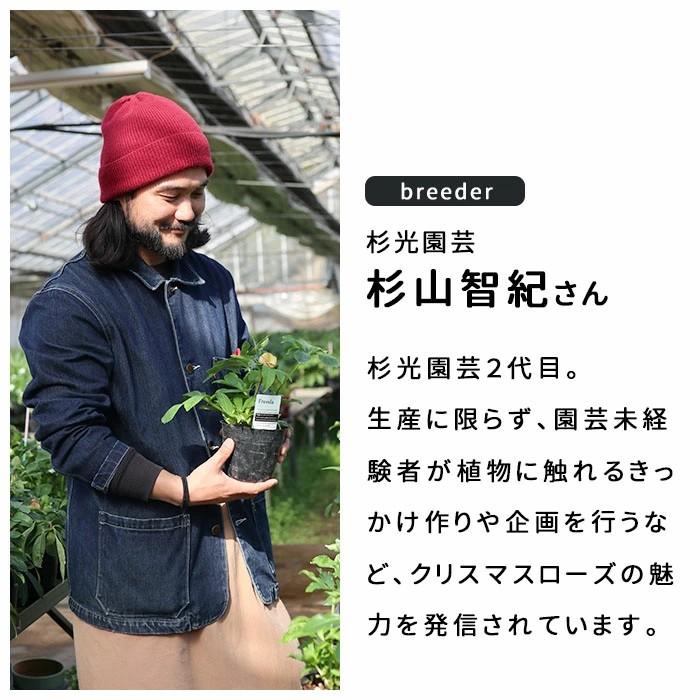予約販売 クリスマスローズ苗 ダブル レッド 杉山交配 9cmポット