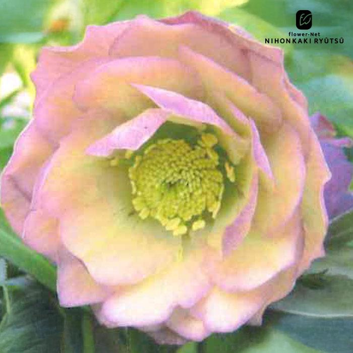 豪華！オリジナル交配種、クリスマスローズ、苗、開花株 大和園・佐藤さん作出<BR>クリスマスローズ・開花株！5号鉢<BR