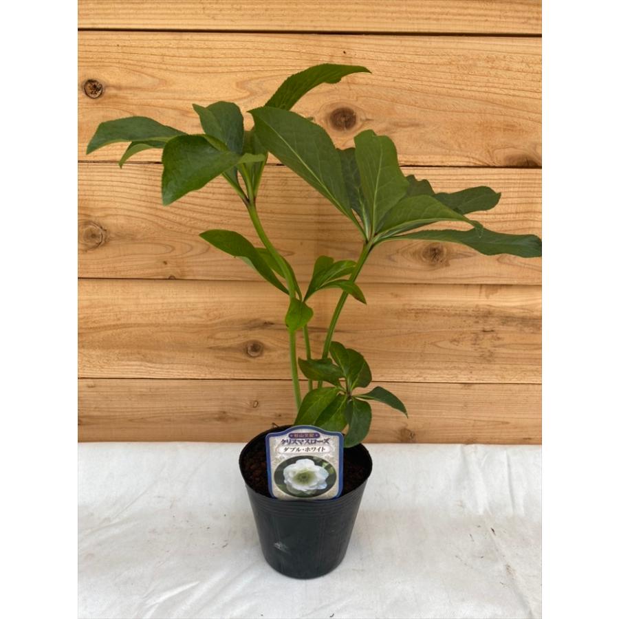 クリスマスローズ苗 開花見込大株 ダブルグリーン 杉山交配 12cmポット