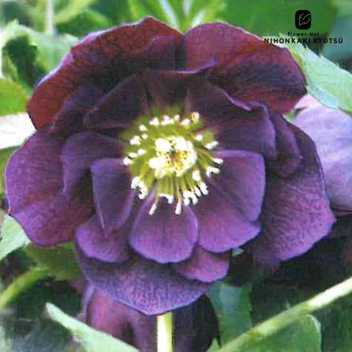 クリスマスローズ苗 開花見込大株 ダブルパープル 杉山交配 12cmポット