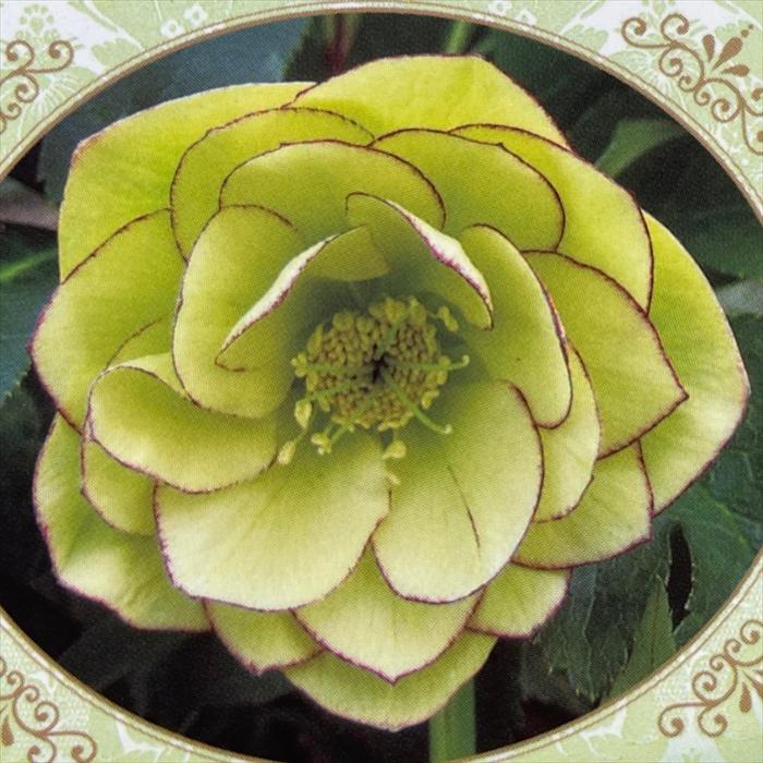 クリスマスローズ苗 開花見込大株 ダブルイエロー糸ピコティ 杉山交配