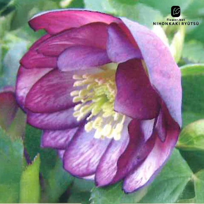 クリスマスローズ苗 開花見込大株 ダブルバイカラー 杉山交配 12cm