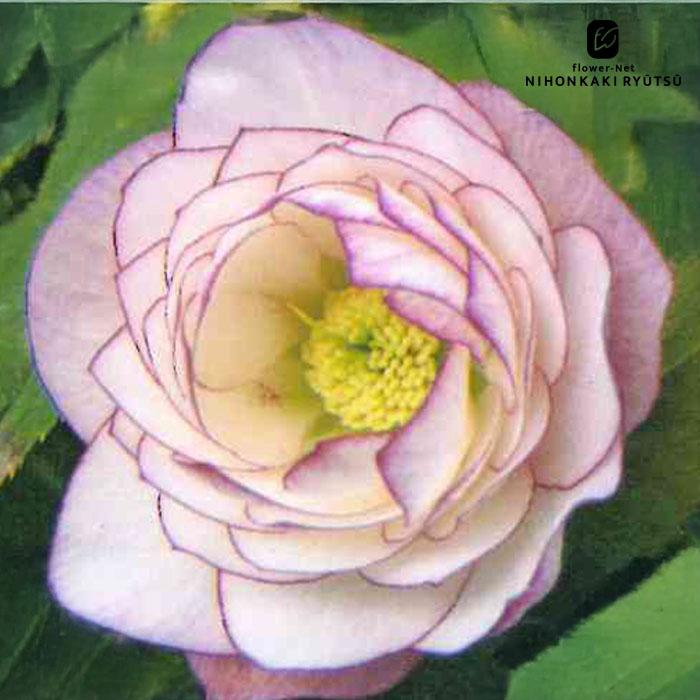 クリスマスローズ苗 開花見込大株 ダブルピンク糸ピコティ 杉山交配