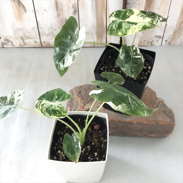 日本花キ流通 観葉植物 アロカシア 斑入りグリーンベルベット 送料無料