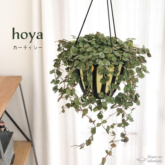 日本花キ流通 観葉植物 ホヤ カーティシー 5号 吊り鉢 吊り下げ