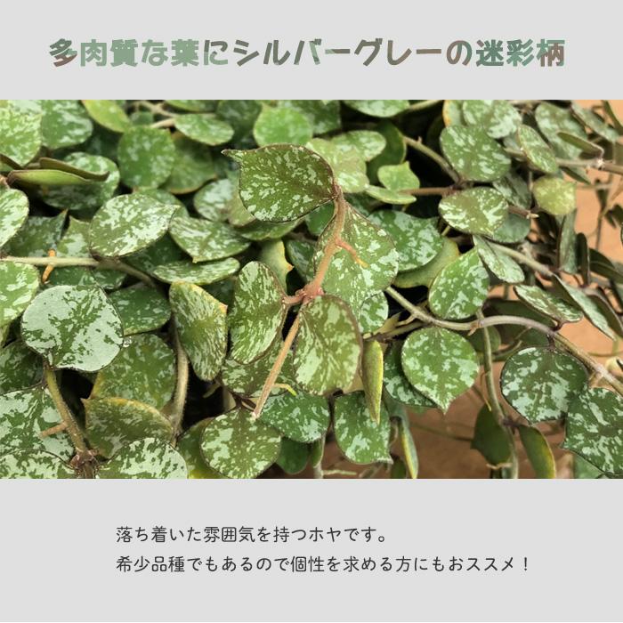 日本花キ流通 観葉植物 ホヤ カーティシー 5号 吊り鉢 吊り下げ