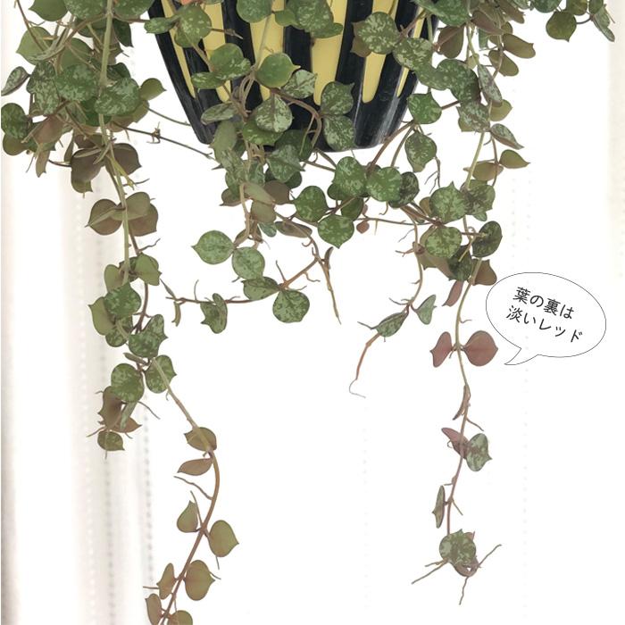 ＊いぶきさま＊お取り置き 　ホヤ　カーティシー　観葉植物 日本花キ流通 観葉植物 ホヤ カーティシー 5号 吊り鉢 吊り下げ
