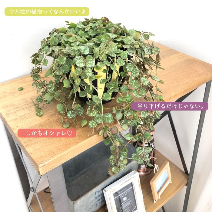 ＊いぶきさま＊お取り置き 　ホヤ　カーティシー　観葉植物 日本花キ流通 観葉植物 ホヤ カーティシー 5号 吊り鉢 吊り下げ