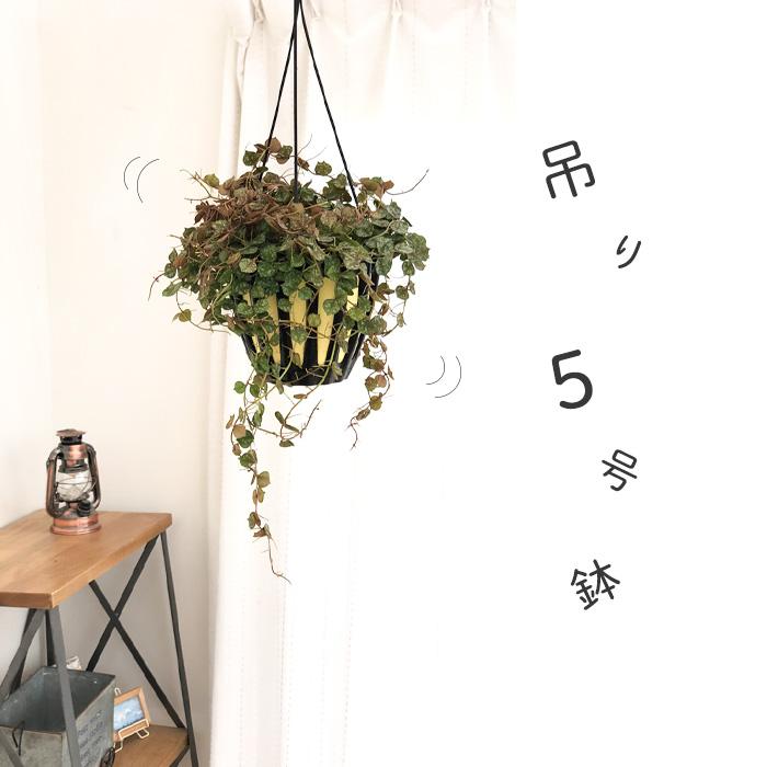 日本花キ流通 観葉植物 ホヤ カーティシー 5号 吊り鉢 吊り下げ