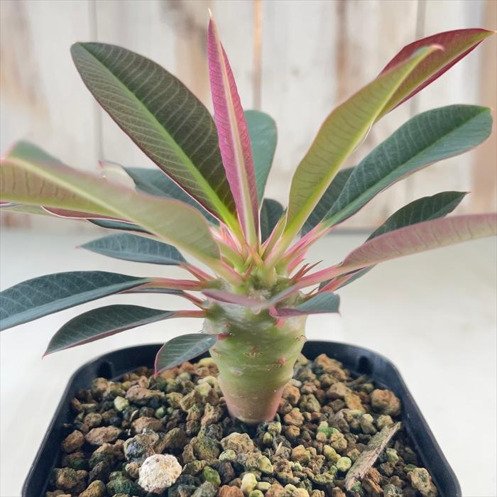 日本花キ流通 多肉植物 caユーフォルビア パキポディオイデス