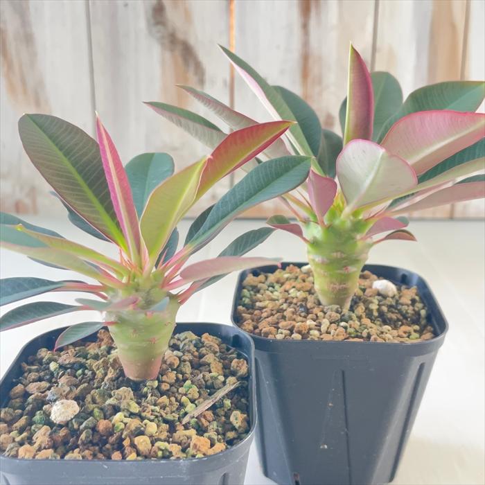 日本花キ流通 多肉植物 caユーフォルビア パキポディオイデス 実生
