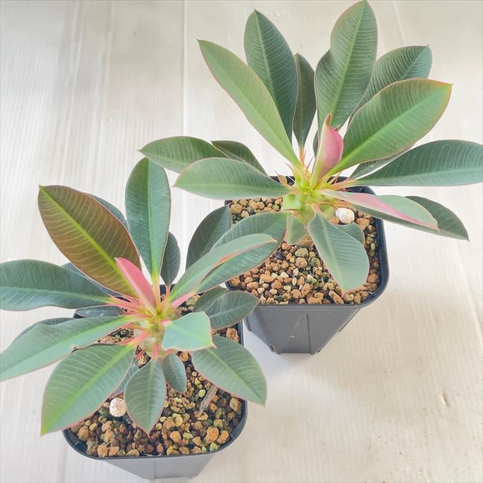 日本花キ流通 多肉植物 caユーフォルビア パキポディオイデス 実生