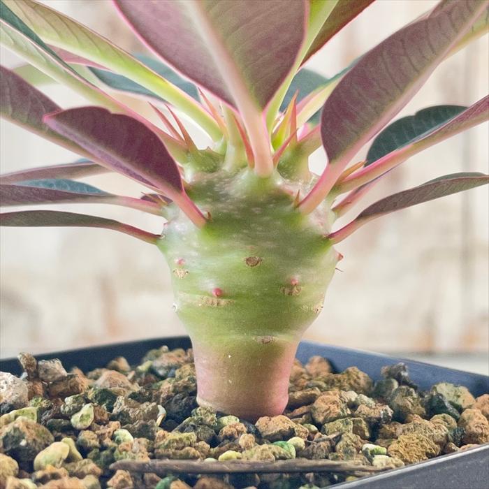 日本花キ流通 多肉植物 caユーフォルビア パキポディオイデス 実生