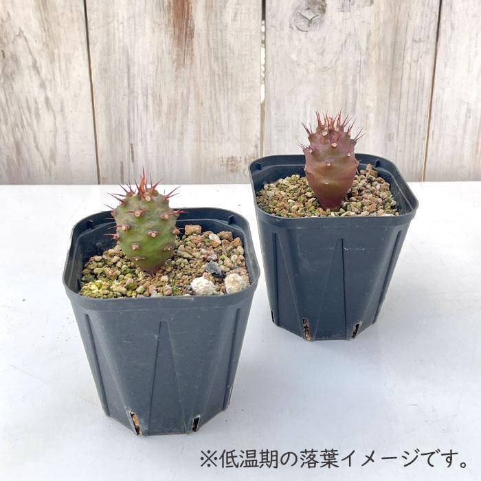 パキポディオイデス実生株50株以上　現品そのまま発送 日本花キ流通 多肉植物 caユーフォルビア パキポディオイデス 実生