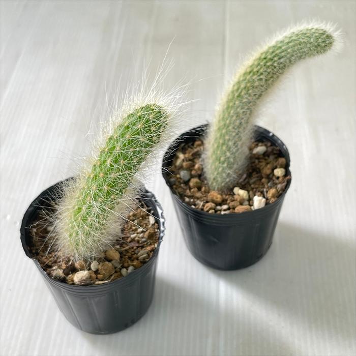 【現品】猫の尻尾　ヒルデウィンテラ・カラデモノニス（ヒモサボテン）７号　な４番 ヒルデウィンテラ カラデモノニス増殖中♪ - wildworks