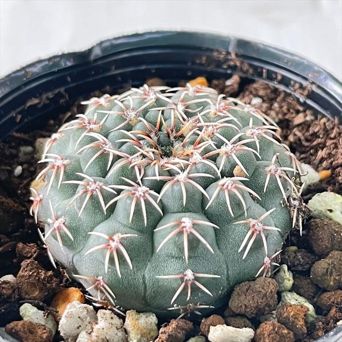日本花キ流通 多肉植物 hmサボテン 瑞晶玉 ギムノカリキウム 6cm 日本花キ流通 多肉植物 hmサボテン 瑞晶玉 ギムノカリキウム 6cm